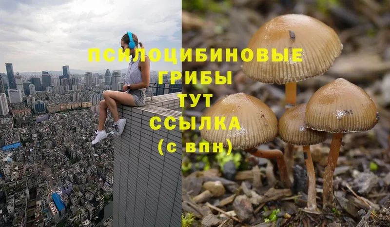 Псилоцибиновые грибы Cubensis  Джанкой 